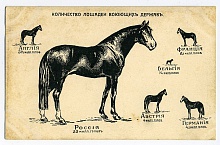 Открытка "Количество лошадей воюющих держав" 
